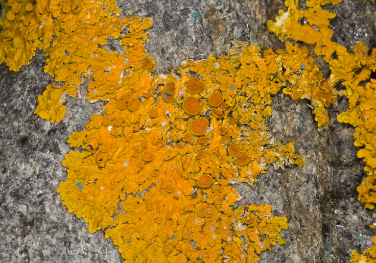 Xanthoria parietina Teloschistaceae