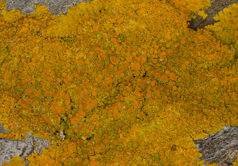 Xanthoria parietina Teloschistaceae