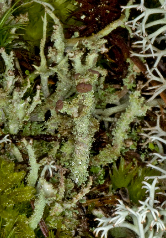 Cladonia polycarpia? Cladoniaceae