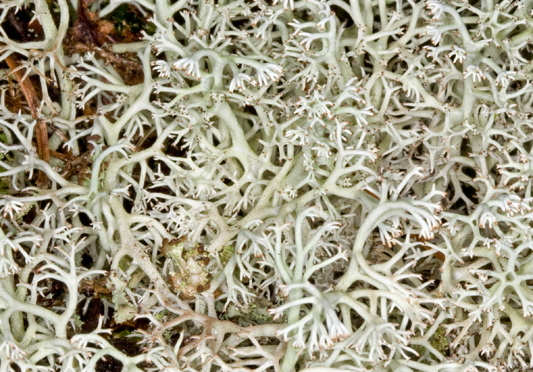 Cladonia sp.? Cladoniaceae