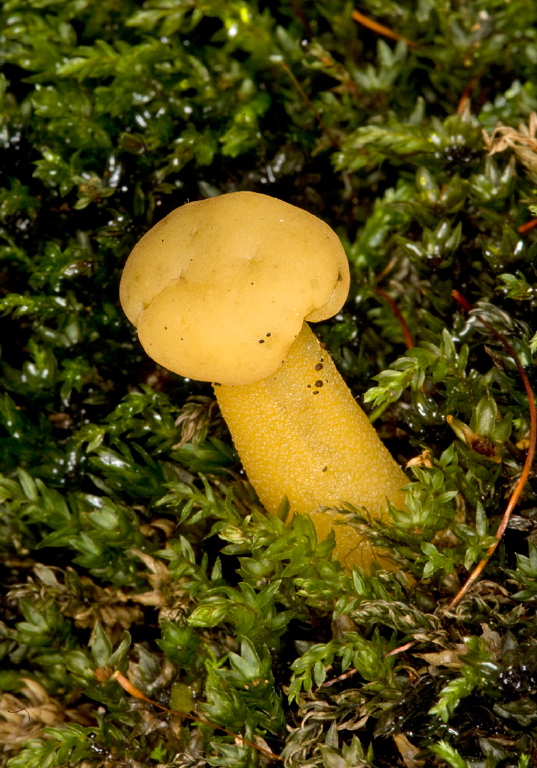 Leotia lubrica? Leotiaceae