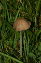 mushroom042