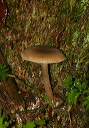 mushroom181