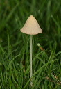 mushroom188
