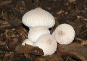 mushroom191