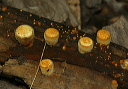 mushroom200