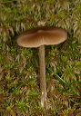 mushroom_2027