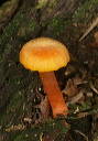 mushroom_2140