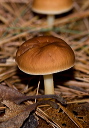 mushroom_2747