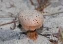mushroom_4131