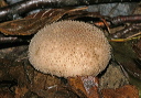 mushroom_6200