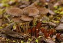 mushroom_img_1990