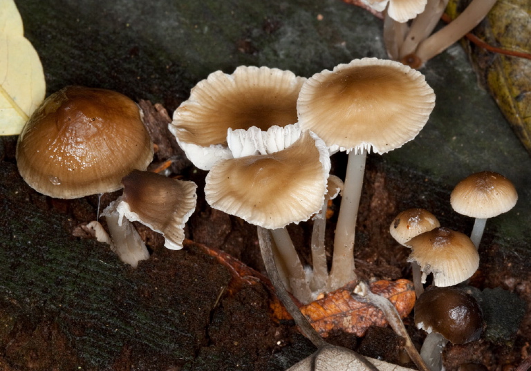 Mycena semivestipes? Tricholomataceae?
