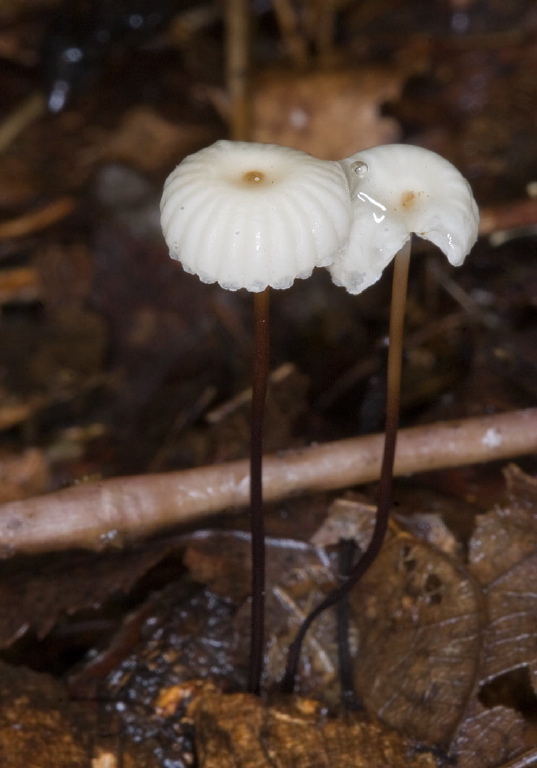 Marasmius capillaris? Marasmiaceae