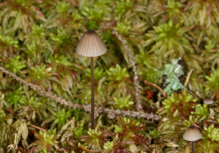 Mycena sp. Tricholomataceae