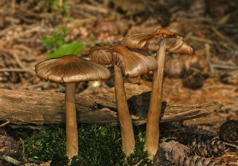 Inocybe rimosa? Cortinariaceae