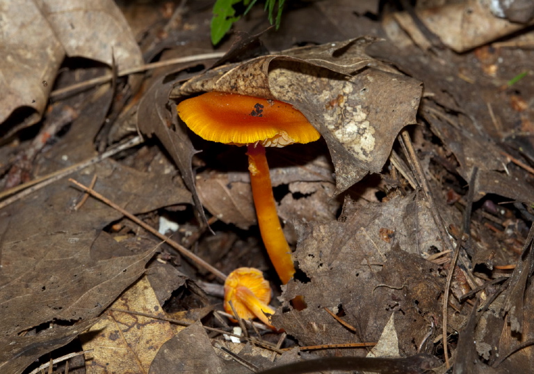 Hygrocybe flavescens? Tricholomataceae