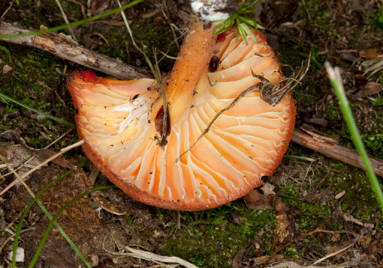 Hygrocybe cantharellus? Tricholomataceae?