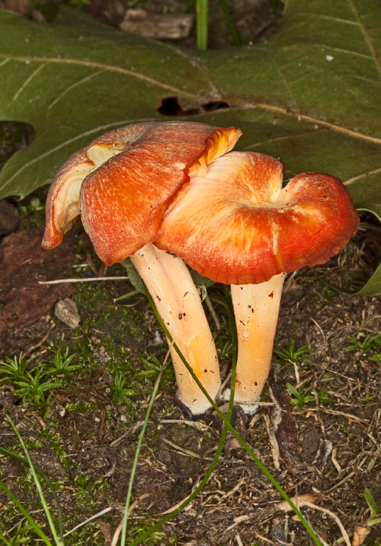 Hygrocybe cantharellus? Tricholomataceae?
