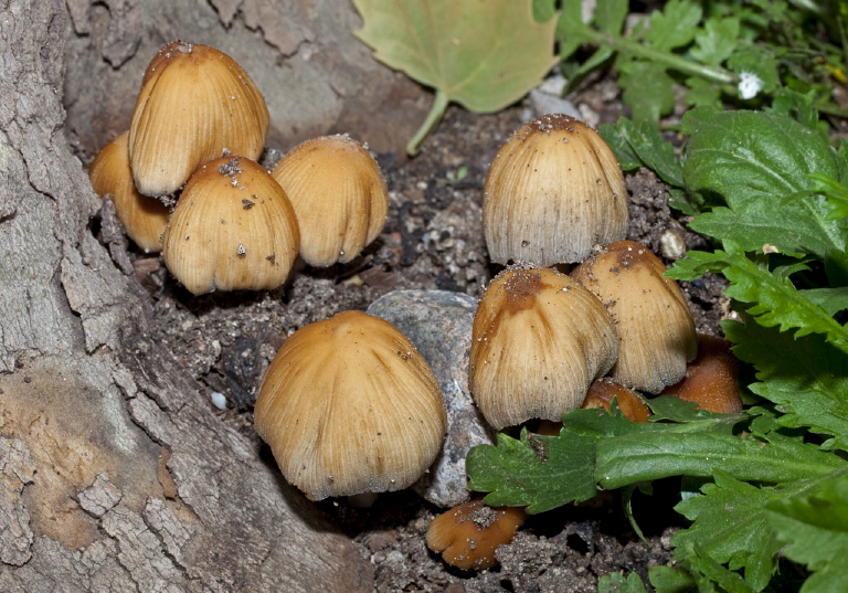 Coprinellus micaceus? Psathyrellaceae?