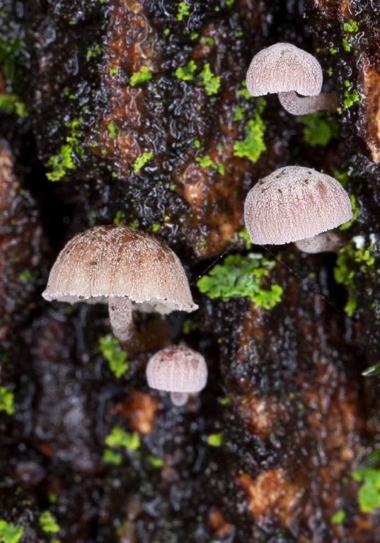 Mycena corticola? Tricholomataceae