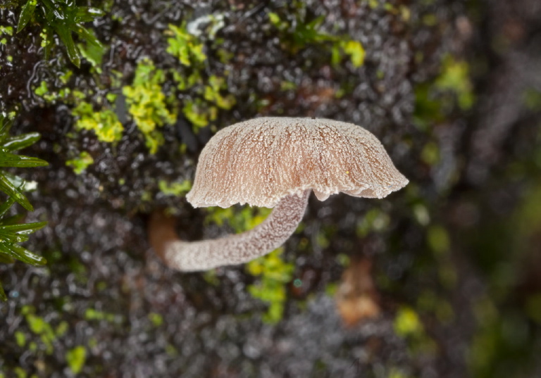 Mycena corticola? Tricholomataceae