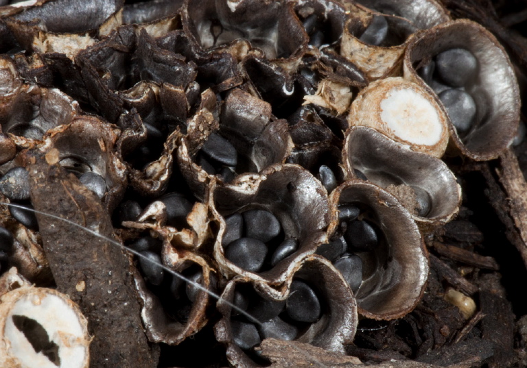 Cyathus olla Nidulariaceae