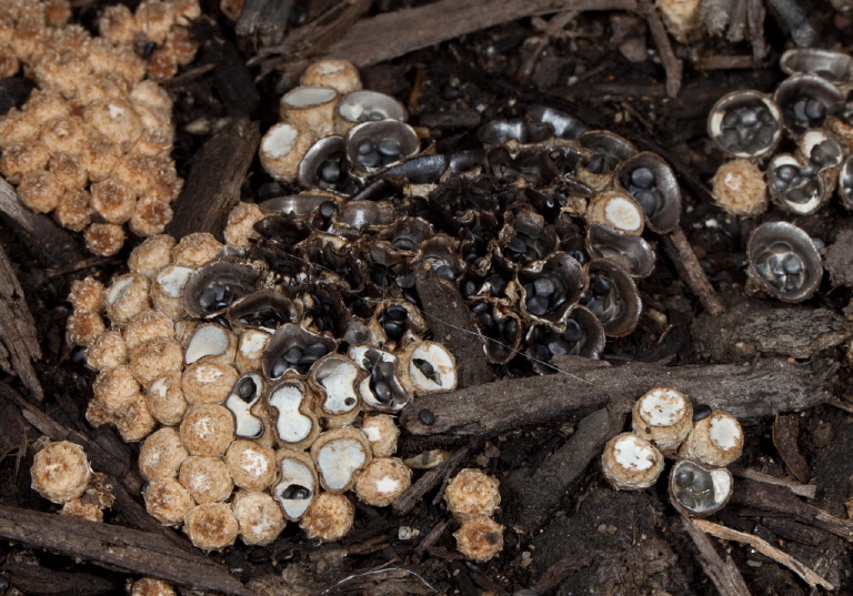 Cyathus olla Nidulariaceae