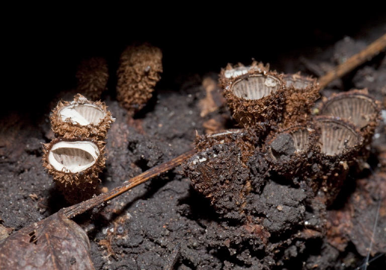 Cyathus striatus Nidulariaceae