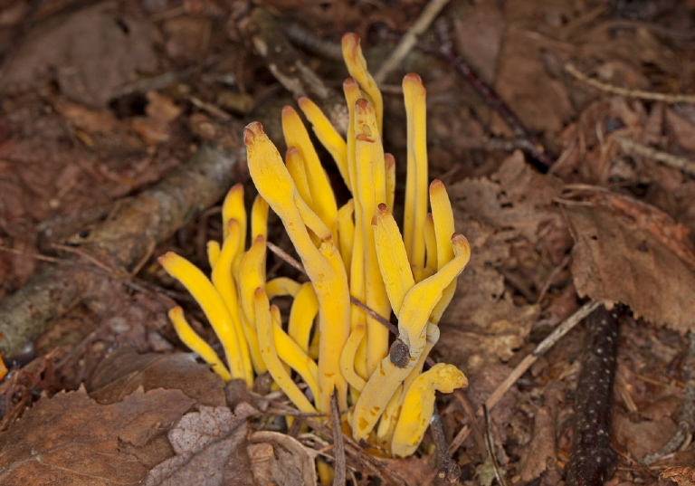 Clavulinopsis fusiformis Clavariaceae