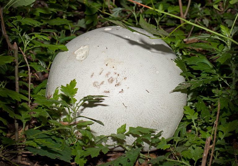 Calvatia gigantea Lycoperdaceae