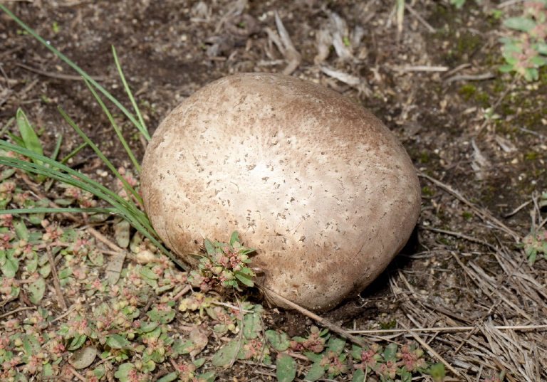 Agaricus bisporus? Agaricaceae?