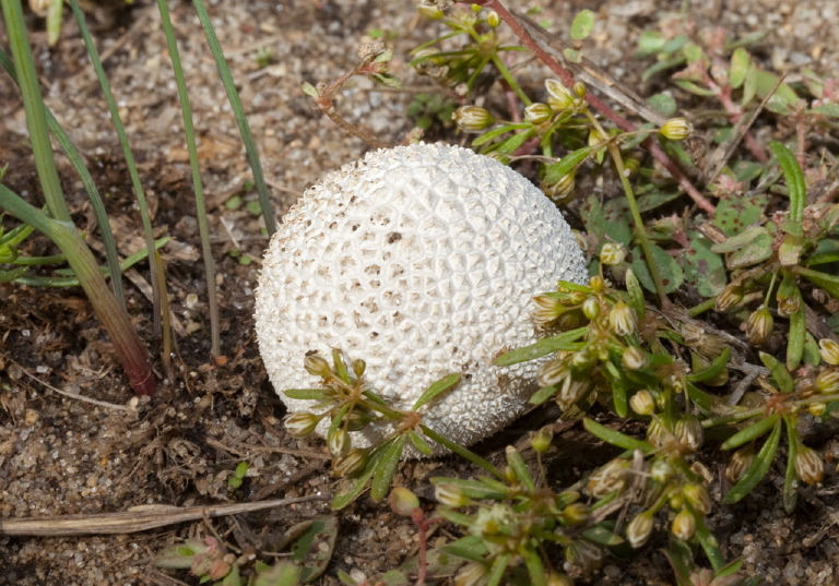 Lycoperdon marginatum? Lycoperdaceae