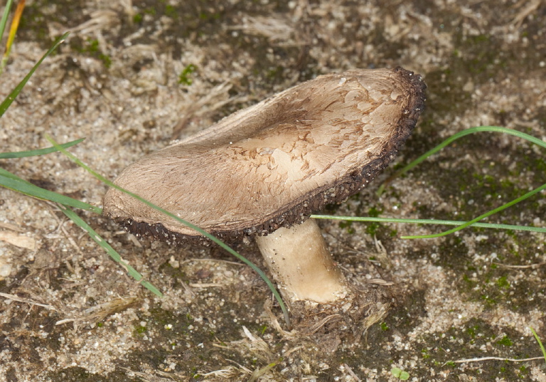 Agaricus bisporus? Agaricaceae?