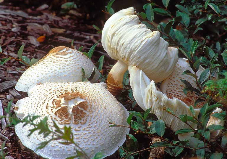 Leucoagaricus americanus? Agaricaceae