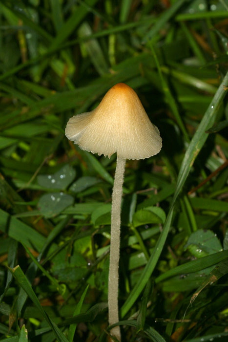 Conocybe albipes? Bolbitiaceae