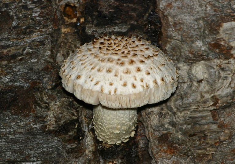 Pholiota sp. Strophariaceae