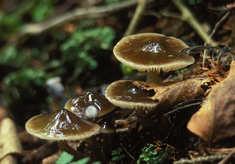 Hygrophorus fuligineus? Tricholomataceae