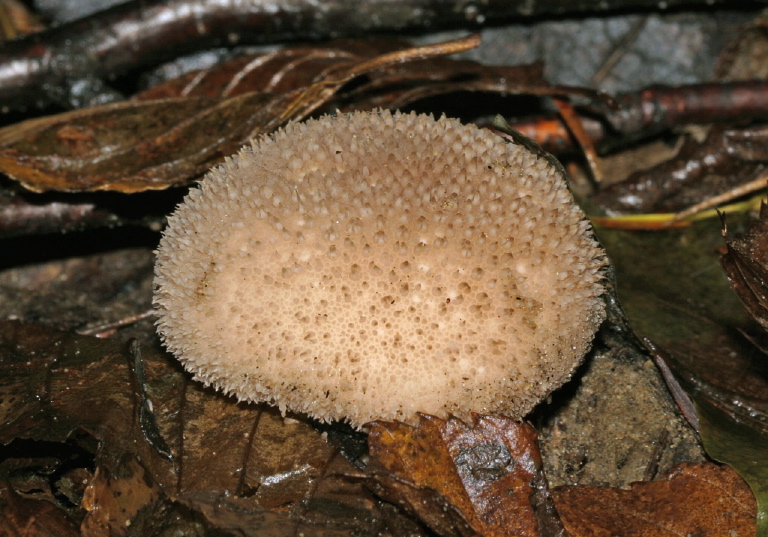 Lycoperdon sp. Lycoperdaceae