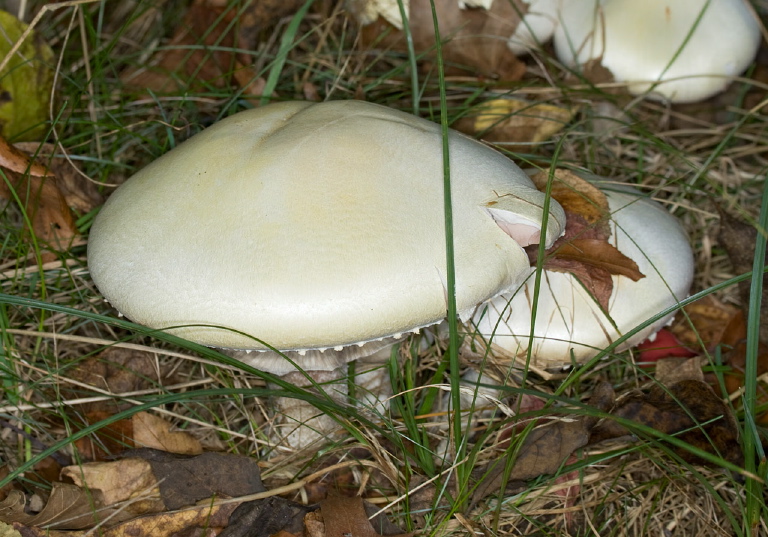  Agaricus silvicola? Agaricaceae?