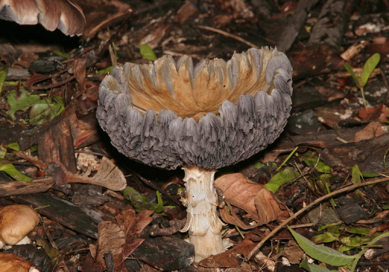 Stropharia rugosoannulata? Strophariaceae?