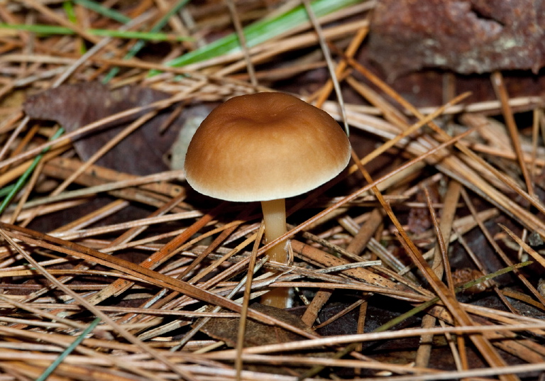 Gymnopus dryophilus? Marasmiaceae