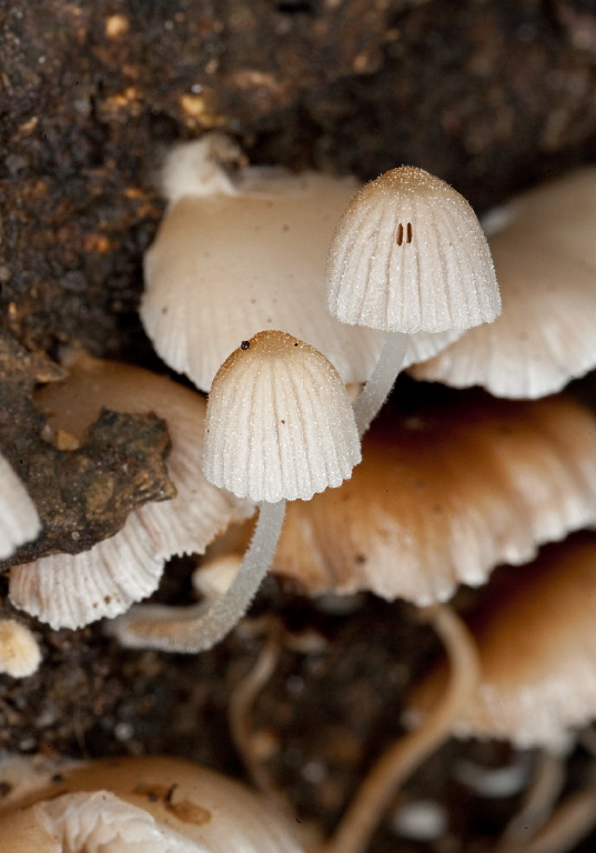 Coprinellus disseminatus? Psathyrellaceae