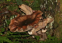 mushroom176