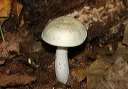 mushroom806