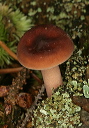 mushroom_1843