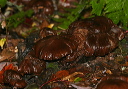 mushroom_188