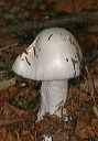 fungus_4406