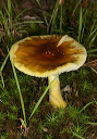 mushroom1245
