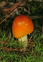 mushroom1248